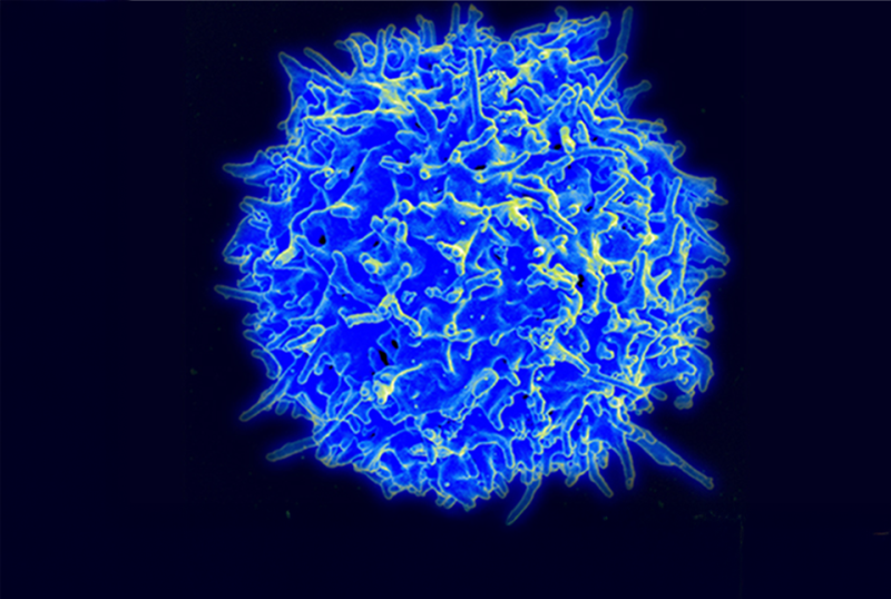 Illustration of a healthy human T cell