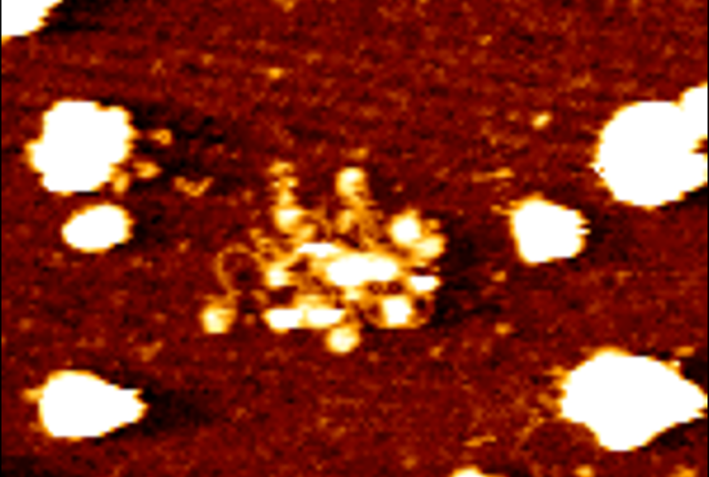 Lyden Image